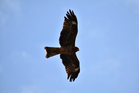 Wild birds raptor video