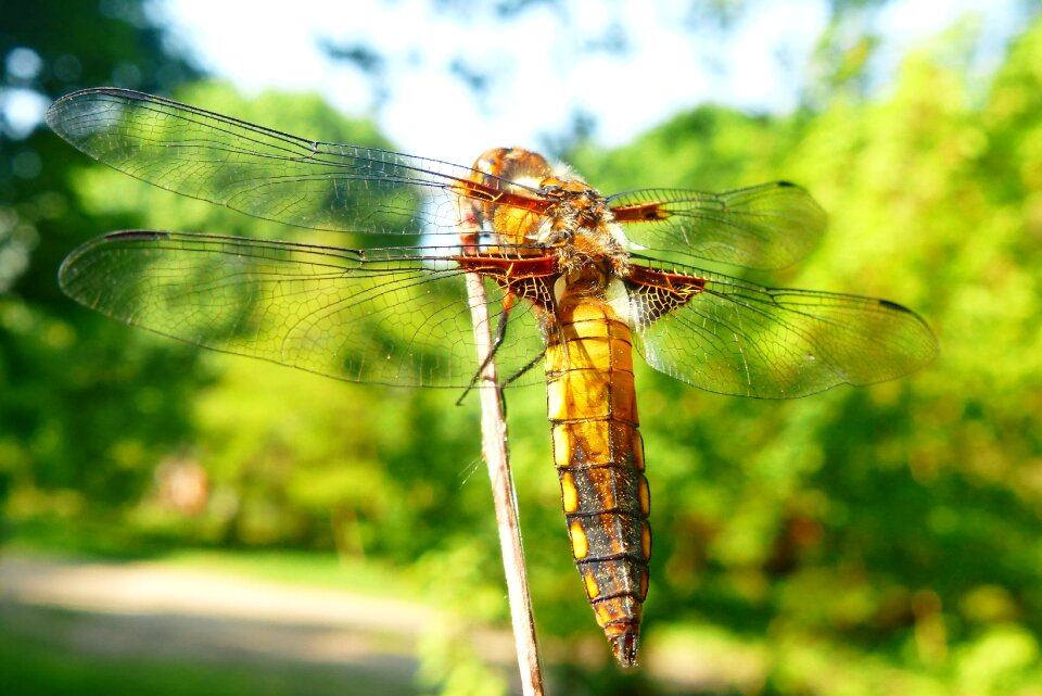 Dragonflies różnoskrzydłe at the court of dragonfly płaskobrzucha