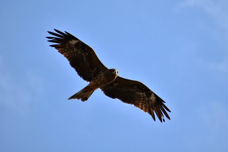 Wild birds raptor video