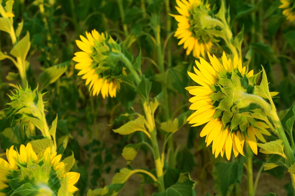 Nature agriculture field