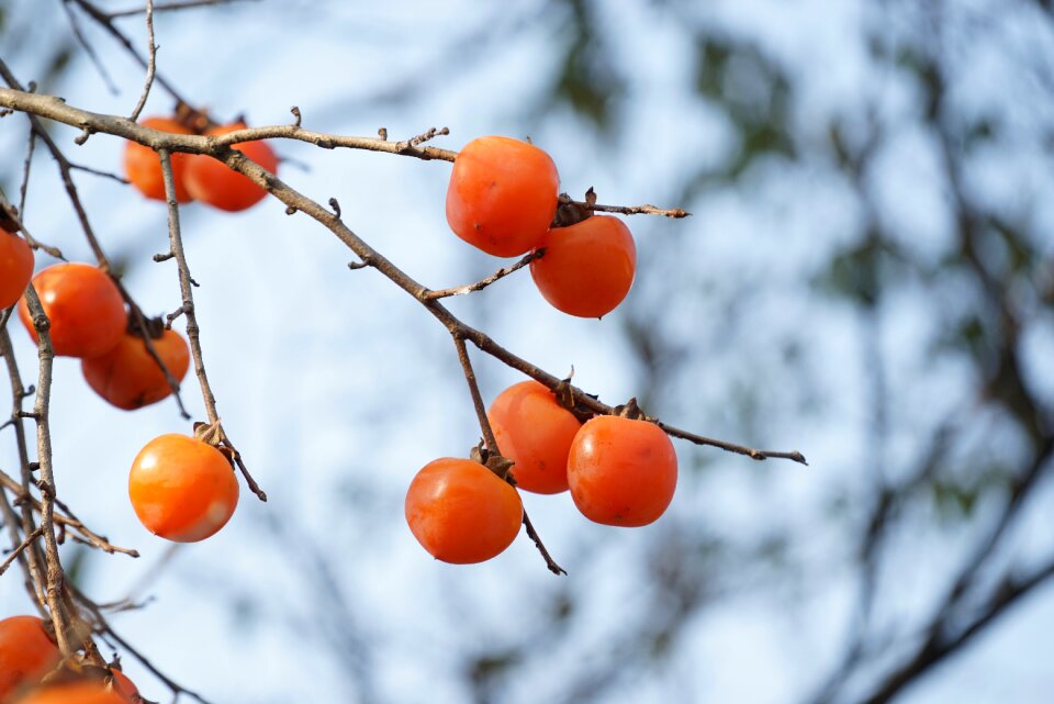 Persimmon Free photos