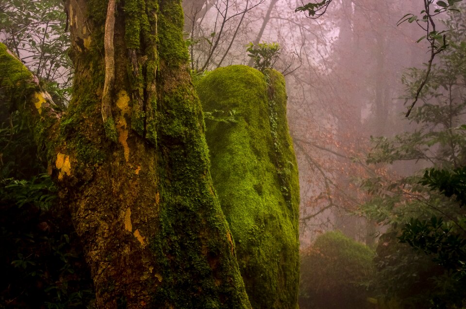 Forest fog moss