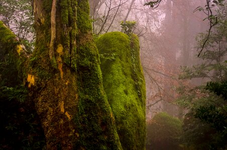 Forest fog moss