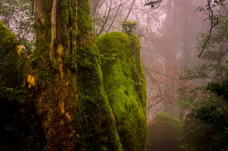 Forest fog moss photo