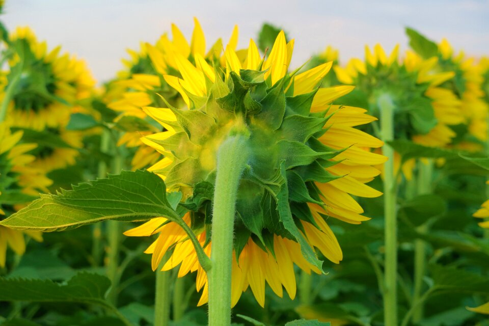Yellow plant agriculture