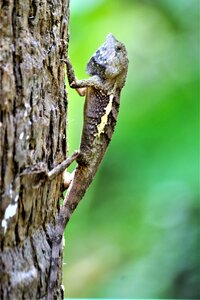 Lizard reptile animal world photo