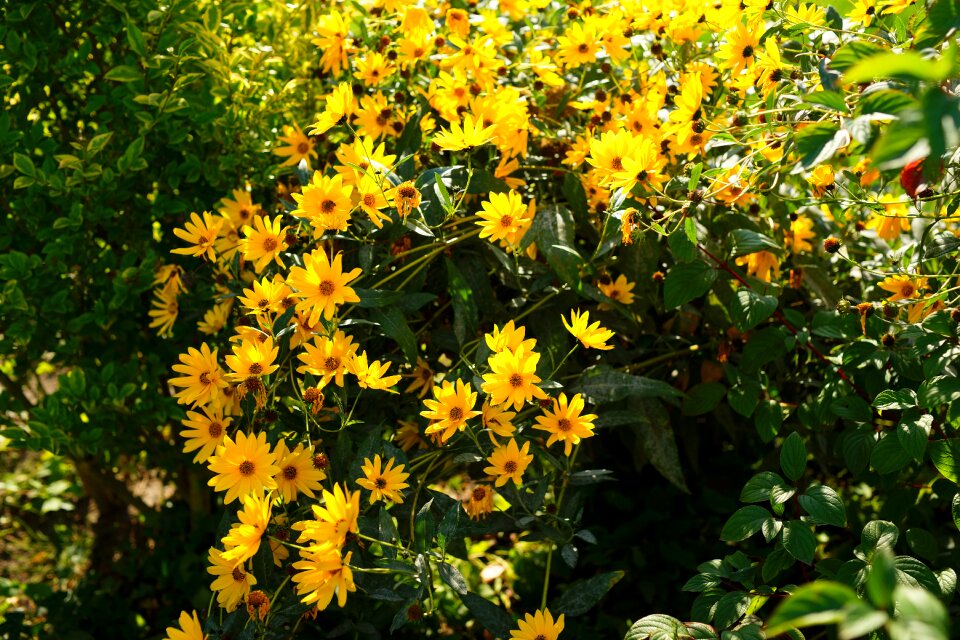 Black-eyed rudbeckie bloom nature