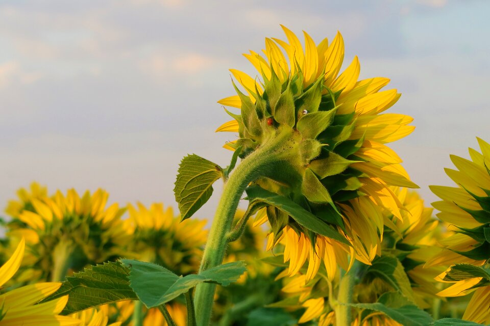 Nature agriculture field
