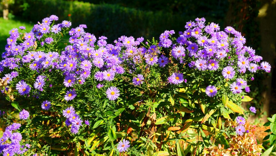 Garden close up flora photo