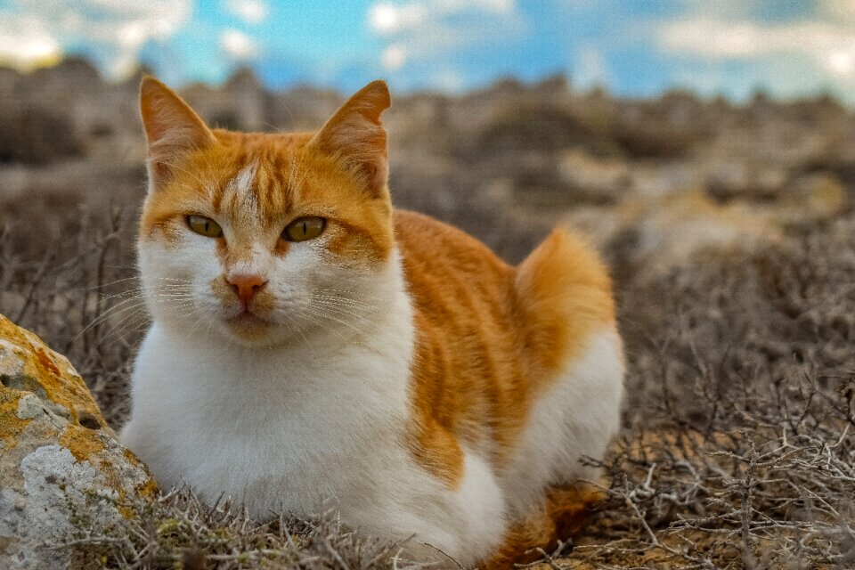 Cute looking portrait