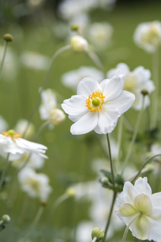 Summer garden white flower