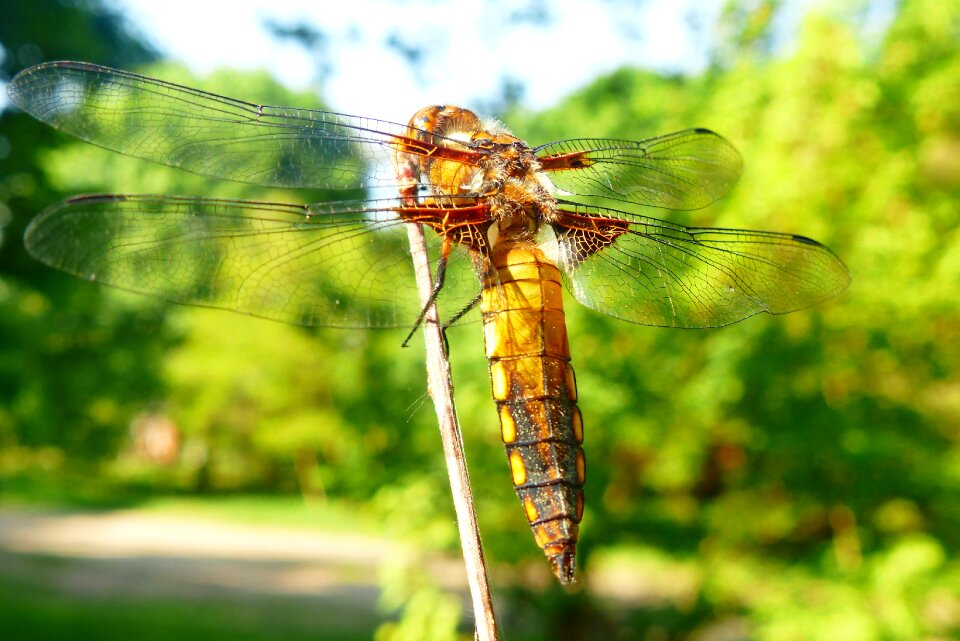 Dragonflies różnoskrzydłe at the court of dragonfly płaskobrzucha