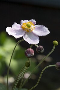 Summer garden spring