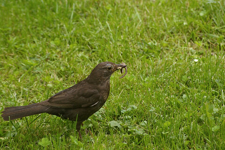 Bird animal world summer