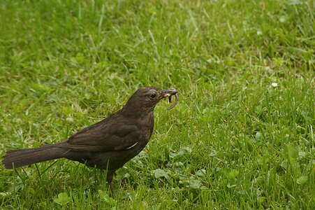 Bird animal world summer