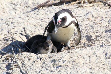 Cape town mother and baby beach photo