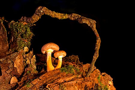 Armillaria mellea forest mushroom brown photo