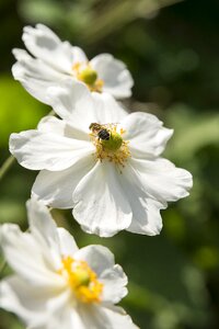 Summer garden white flower