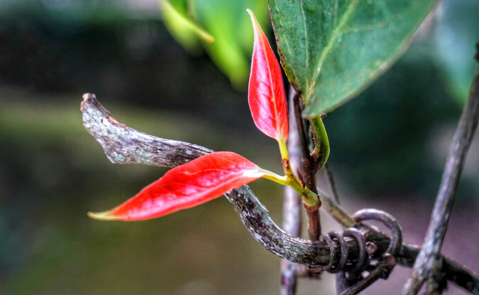 Leaf growth nature