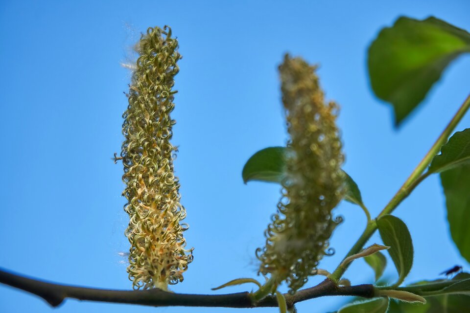 Salix cinerea palm kitten willow catkin
