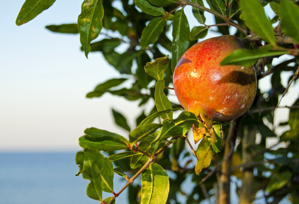 Red blue fruit