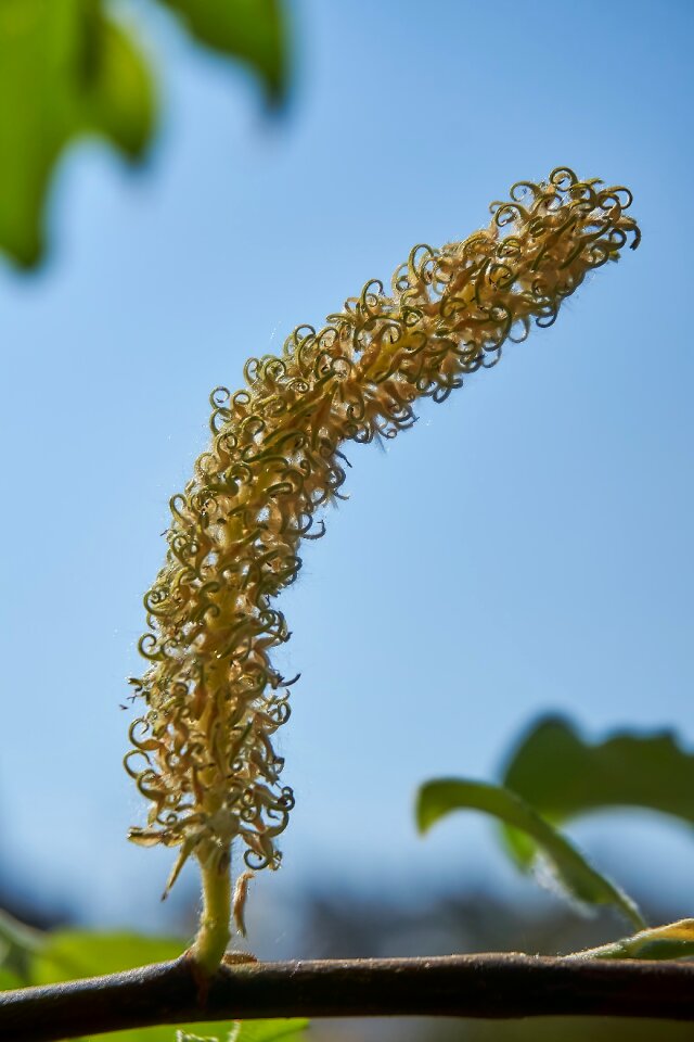 Salix cinerea palm kitten willow catkin