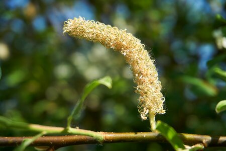 Salix cinerea palm kitten willow catkin