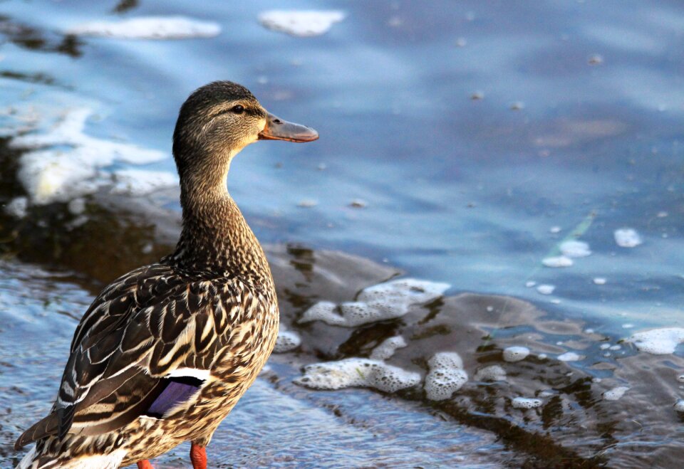 Bird beak waterfowl