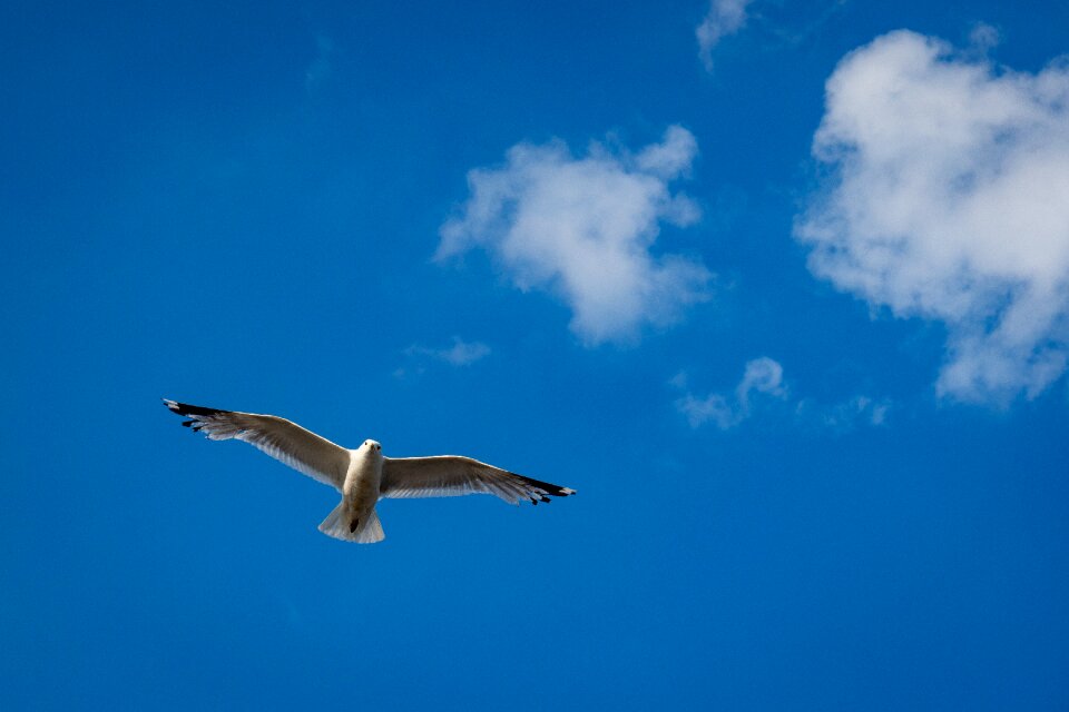 Flying birds water bird