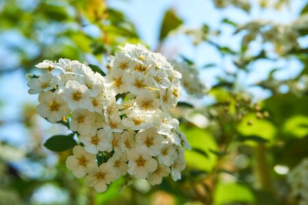 On the vine bride spiere screen panicles