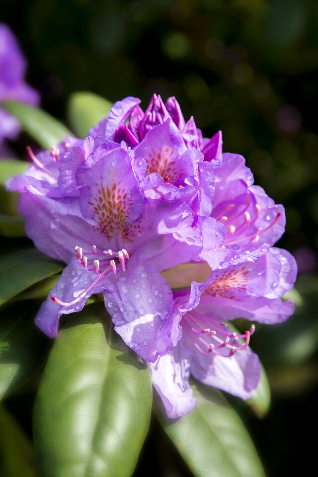 Shrubs pink nature photo