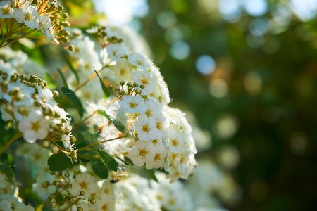 On the vine bride spiere screen panicles
