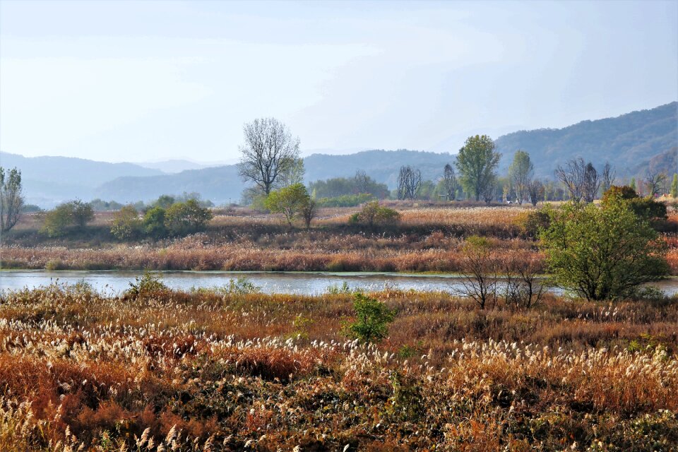 The main silver grass reed