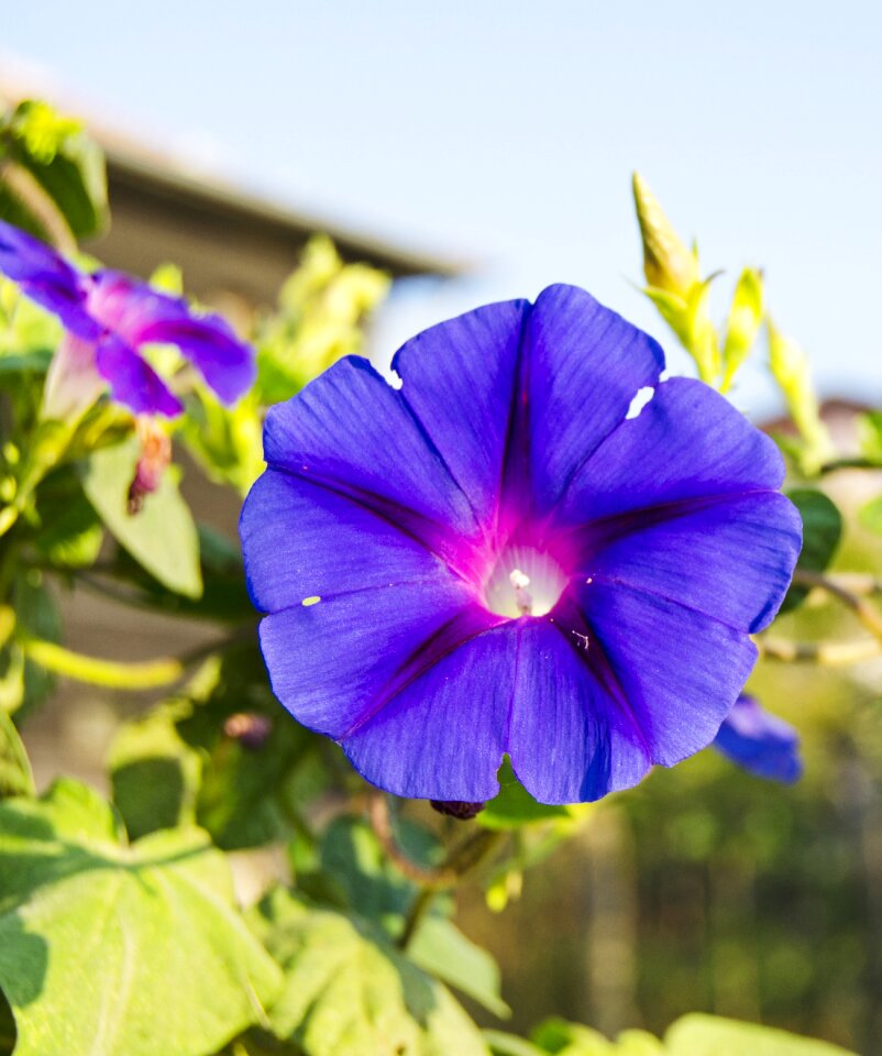 Bloom purple green