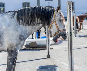 Mold marstall stallion
