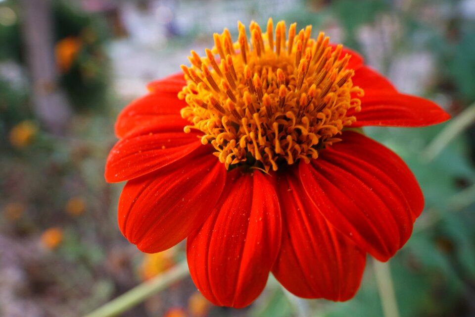 Red orange flower
