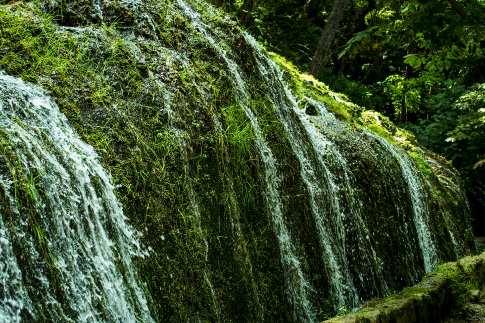 Water trees plants