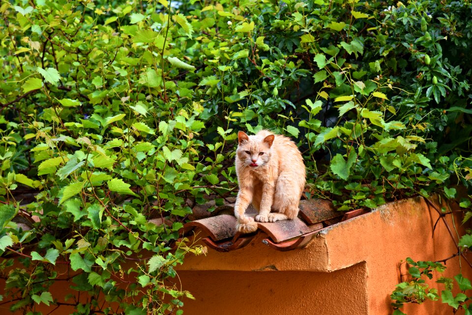 Feline domestic pet