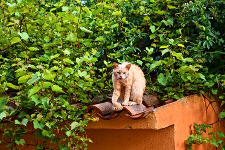 Feline domestic pet