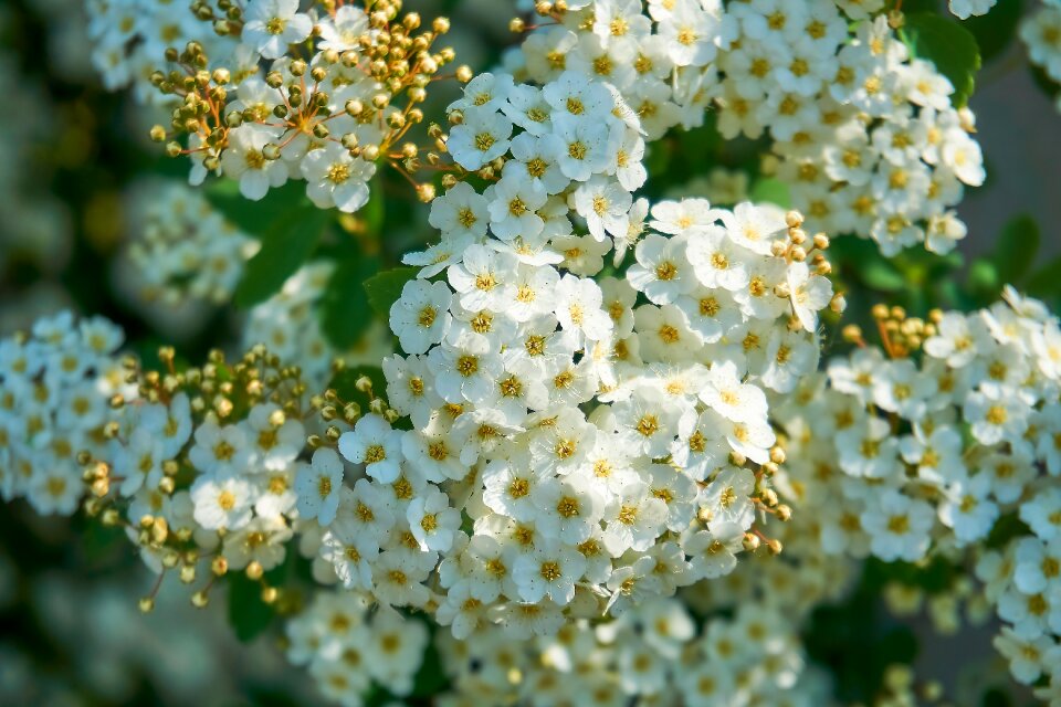 On the vine bride spiere screen panicles