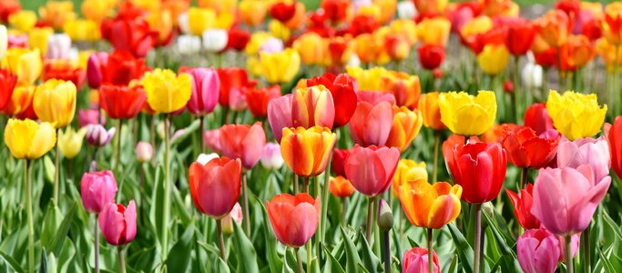 Blossomed field of flowers bloom