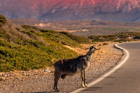 Animals summer nature photo