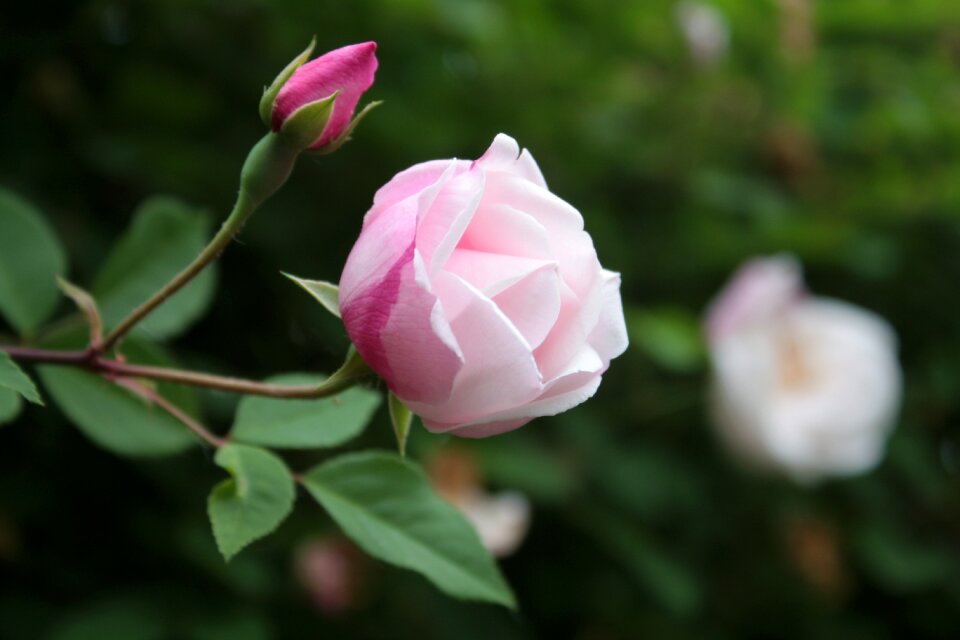 Pink garden romantic