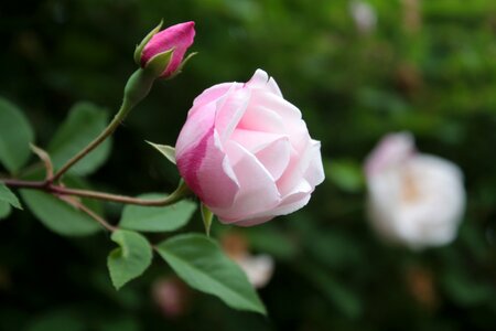 Pink garden romantic photo