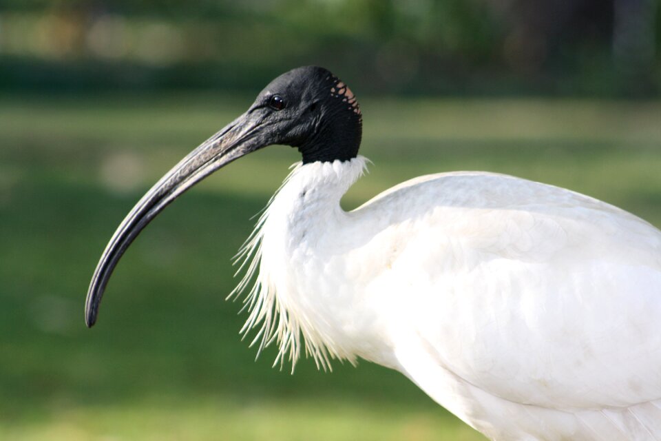 Profile wildlife nature