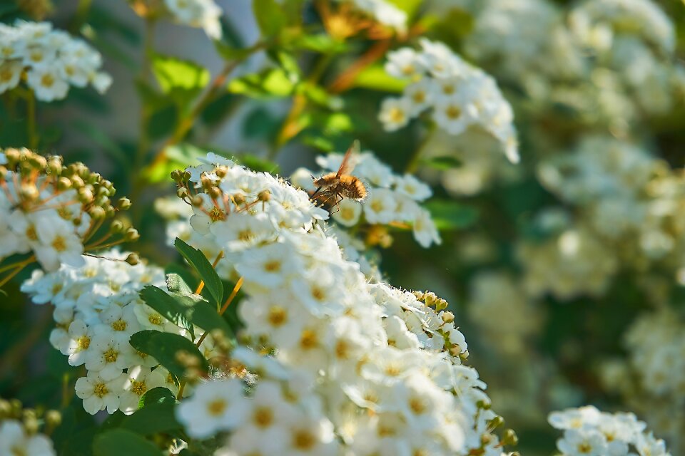 Flowers on the vine screen panicles
