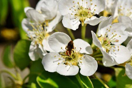 Apple tree flowers apple tree white photo