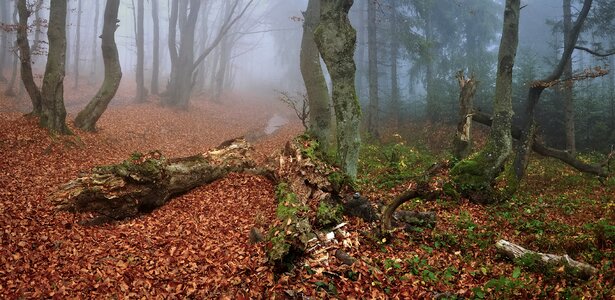 The fog landscape oct