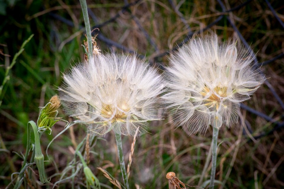 Blossom grass bloom