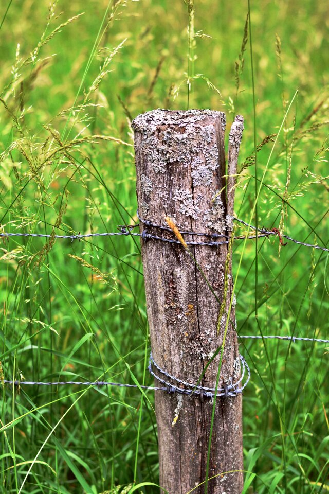 Meadow grasses pasture photo